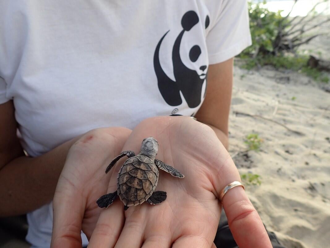 What Is Being Done To Save The Hawksbill Turtle