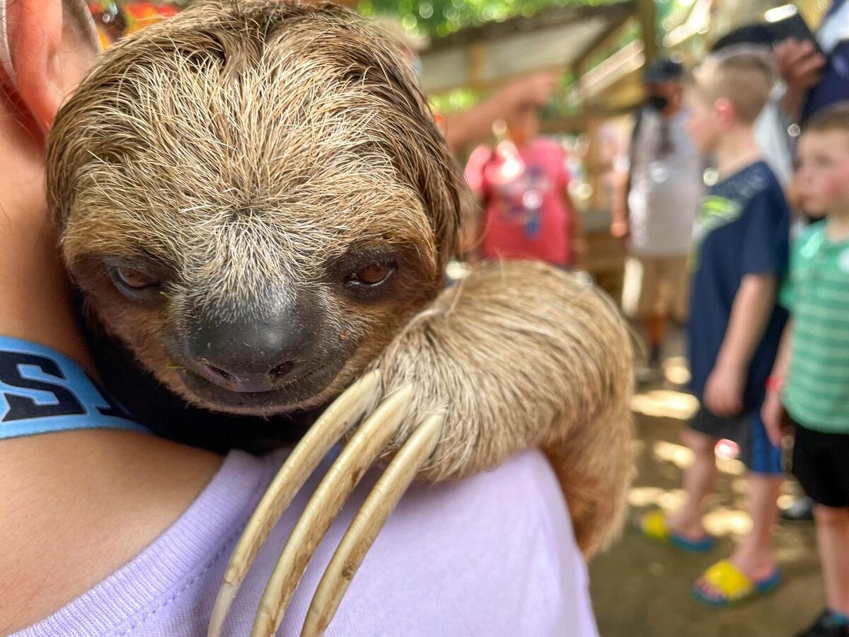 Sloths Hugging People