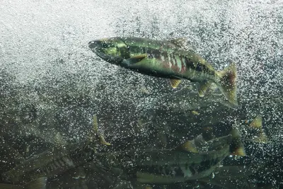 Salmon viewing window. Photo by DIPAC