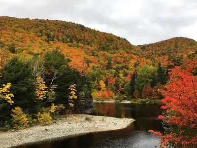 Fall foliage