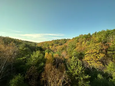 Fall leaves