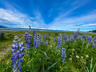 Flowers in Alaska