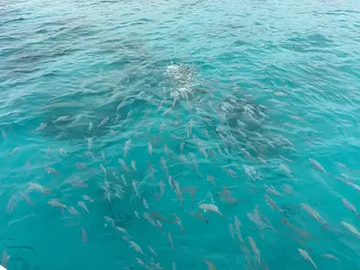 Feeding fish