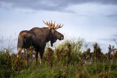 Large bull moose