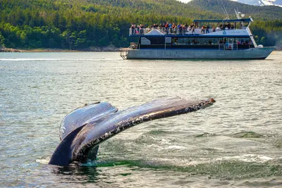 Whale watching tour