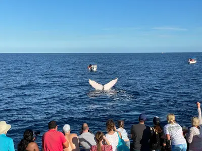 Whale watching