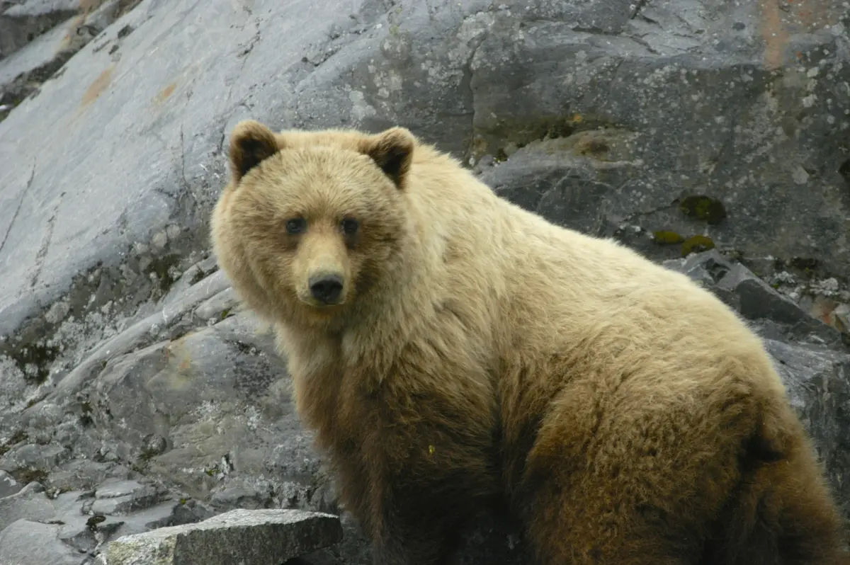 Bear in Alaska