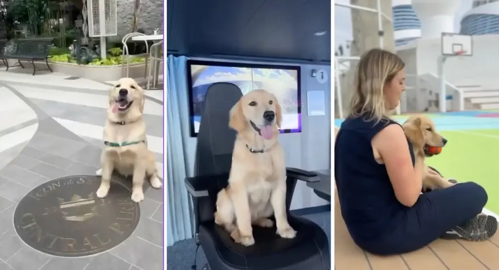 rover-chief-dog-officer-2 rover-chief-dog-officer-2