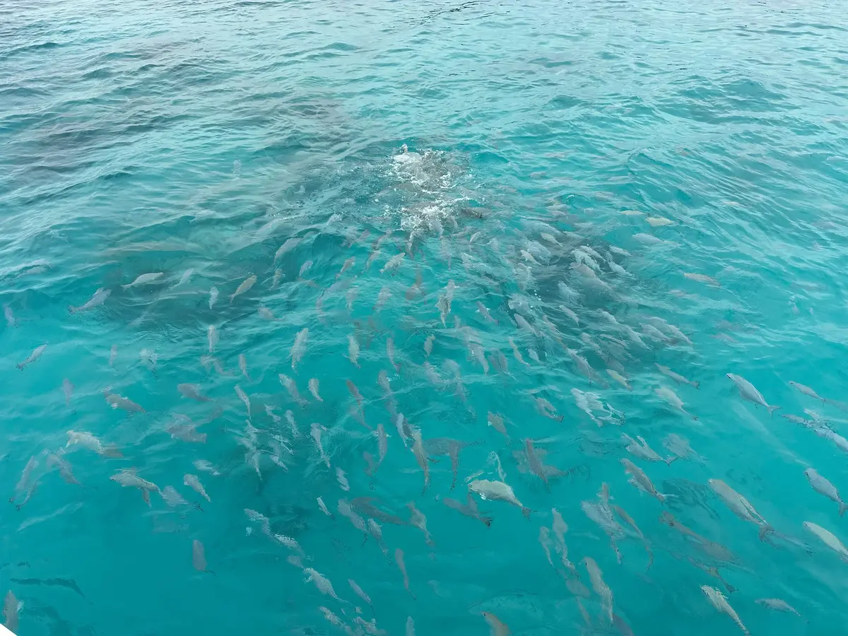 Feeding fish