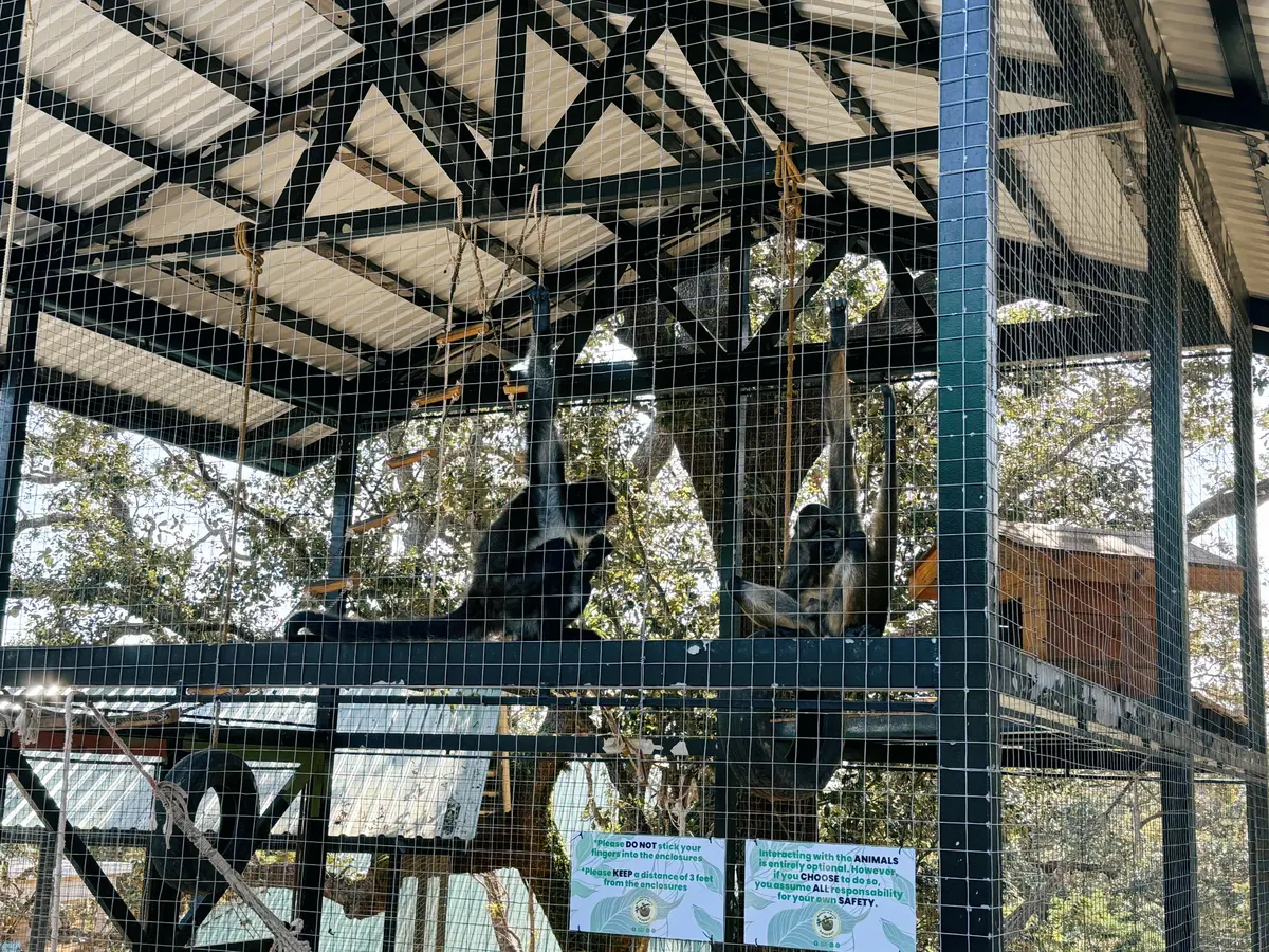 Monkeys-Honduras Monkeys-Honduras