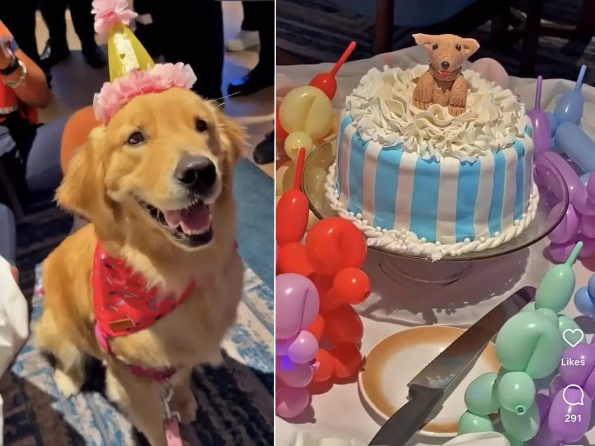 Rover-Birthday-1 Rover-Birthday-1