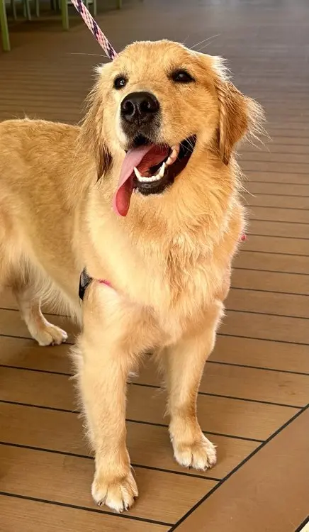 Rover-Discussion-Forum-1 Rover-Discussion-Forum-1