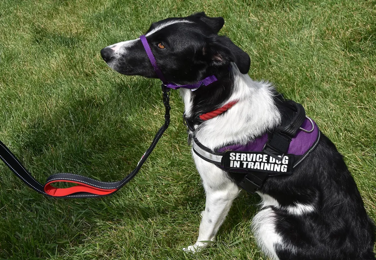 Service-Dog Service-Dog