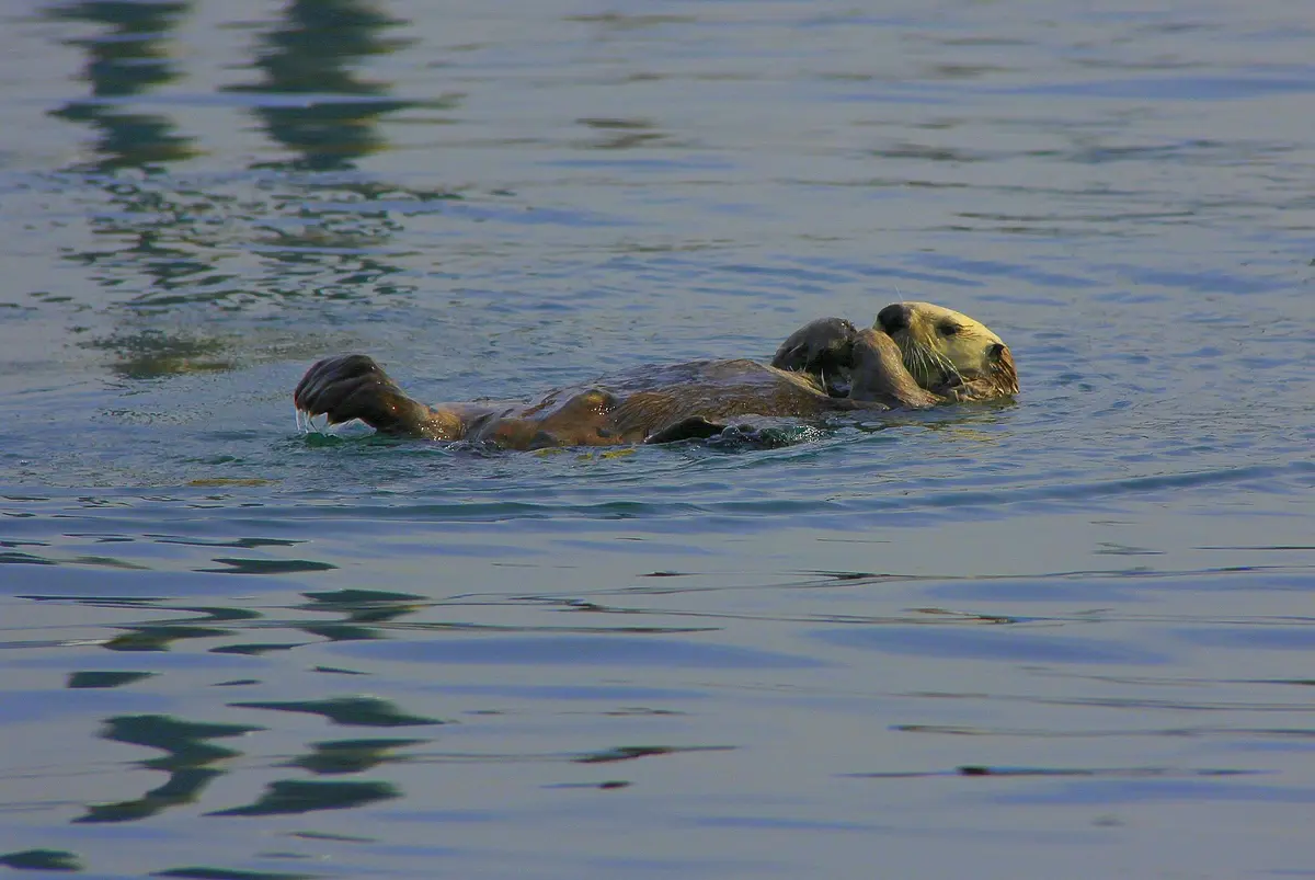 sea otter swimming