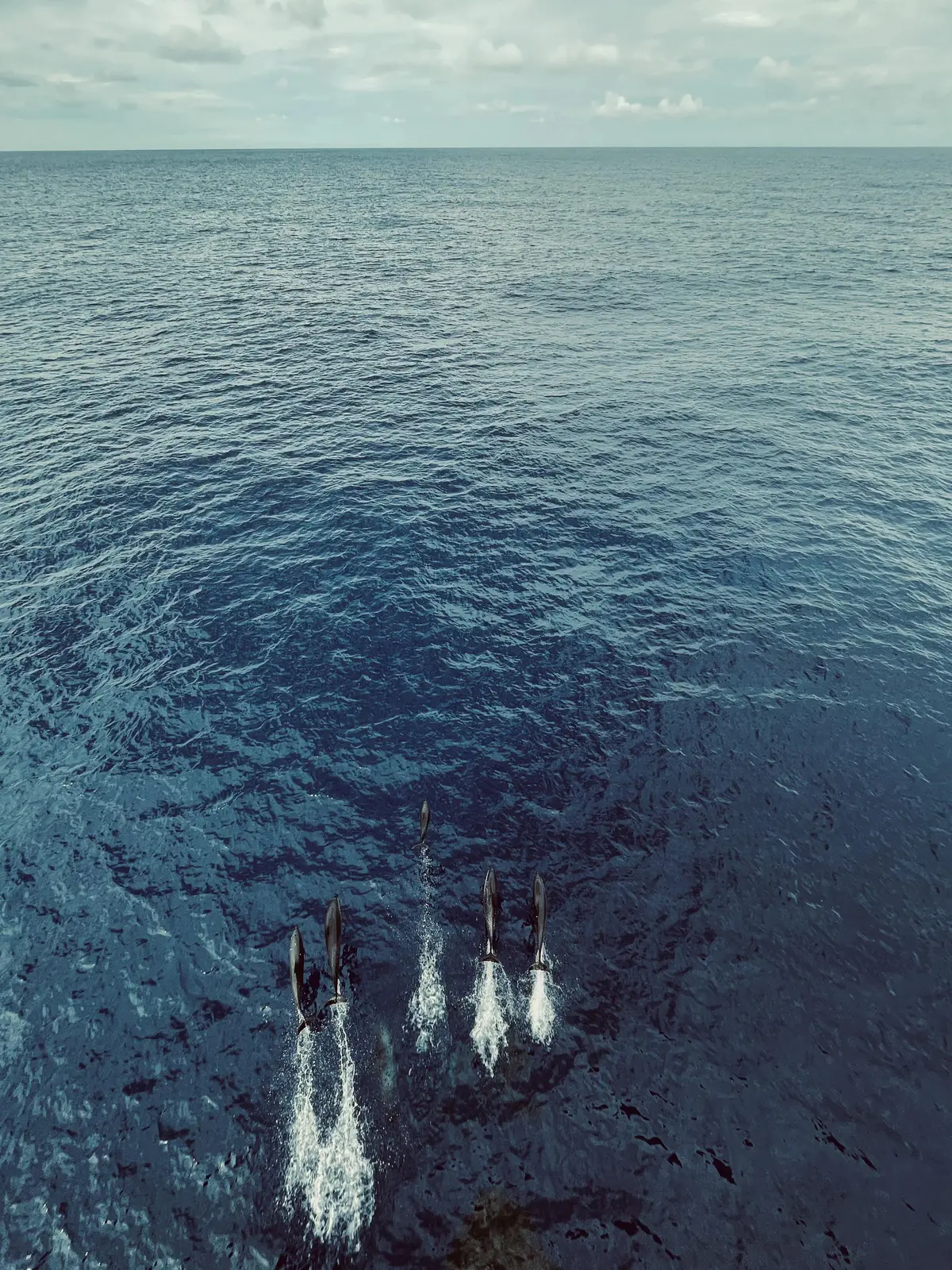 Reddit-Officer-AMA-Dolphins Reddit-Officer-AMA-Dolphins