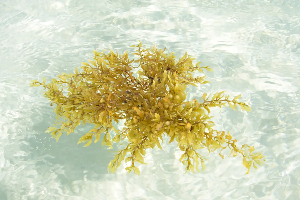 Sargassum Sargassum