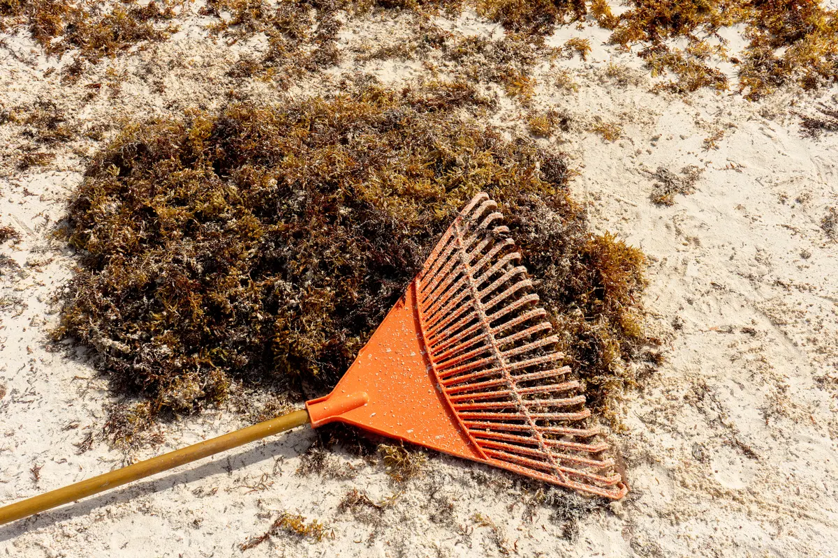 Pile of sargassum Pile of sargassum