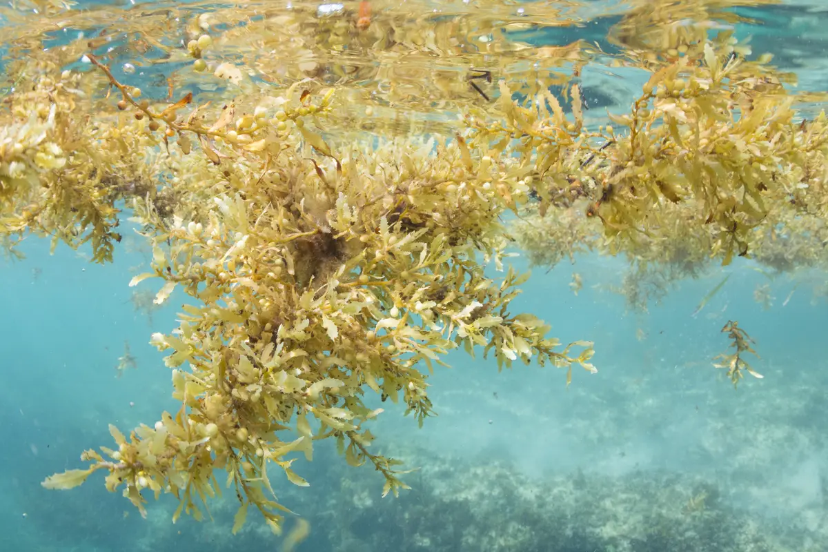 Sargassum Sargassum