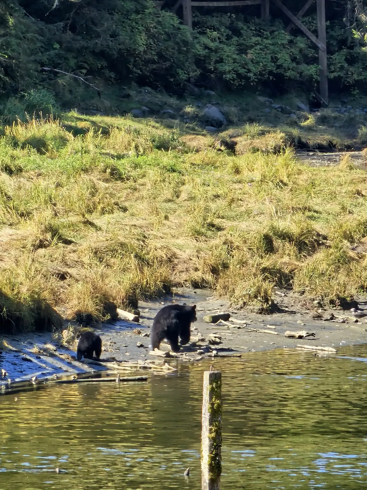Bear viewing