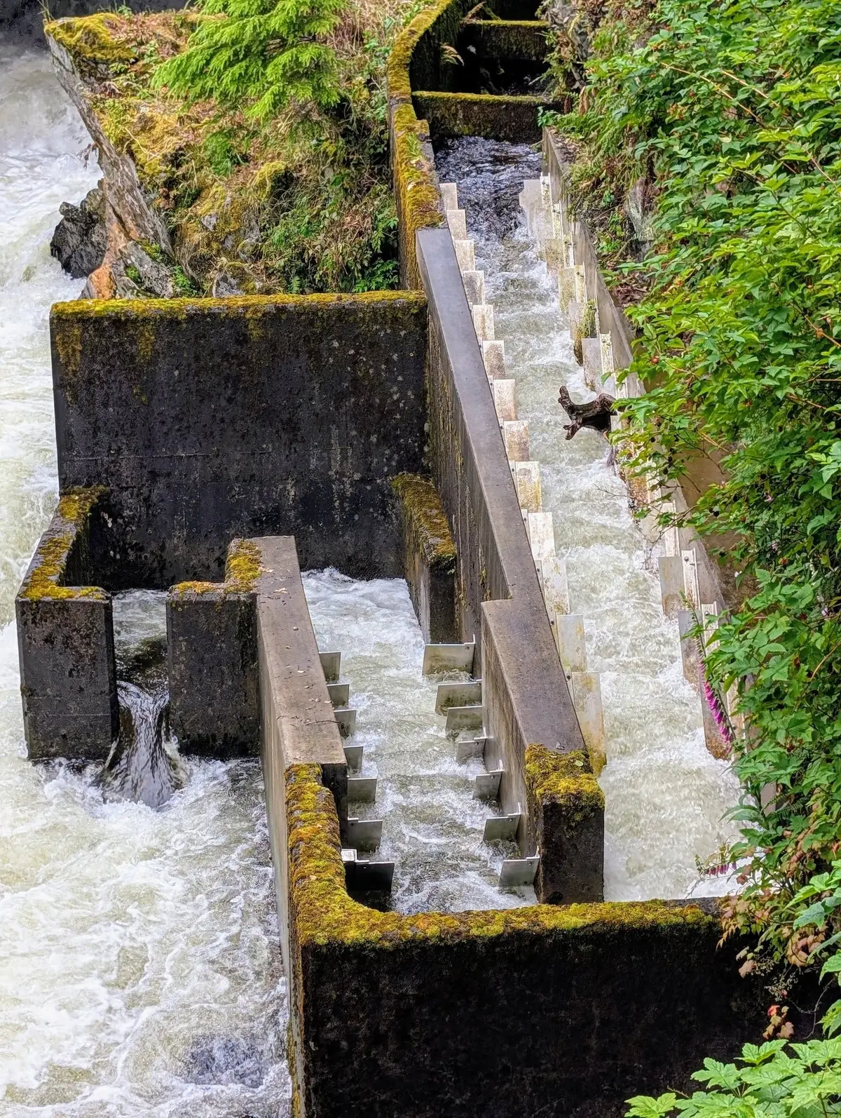 Salmon run