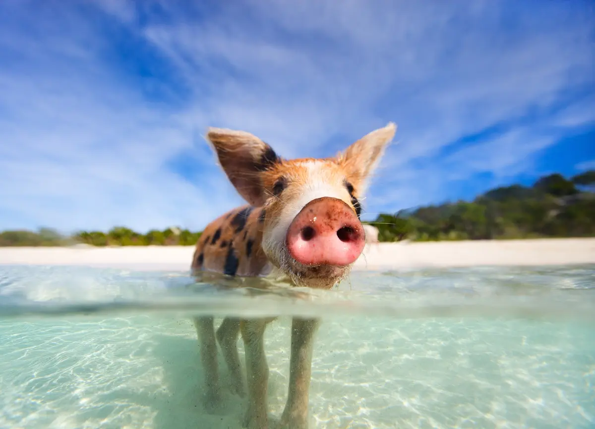 Swimming with pigs