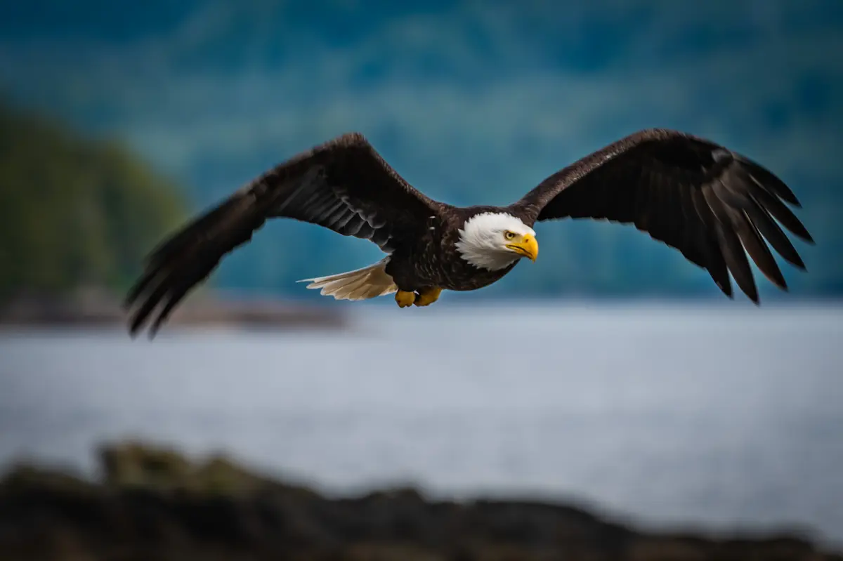 Bald Eagle