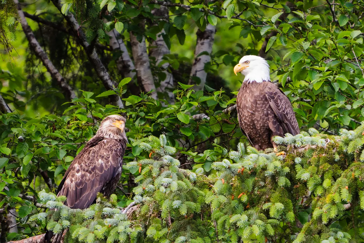 Eagles in a tree