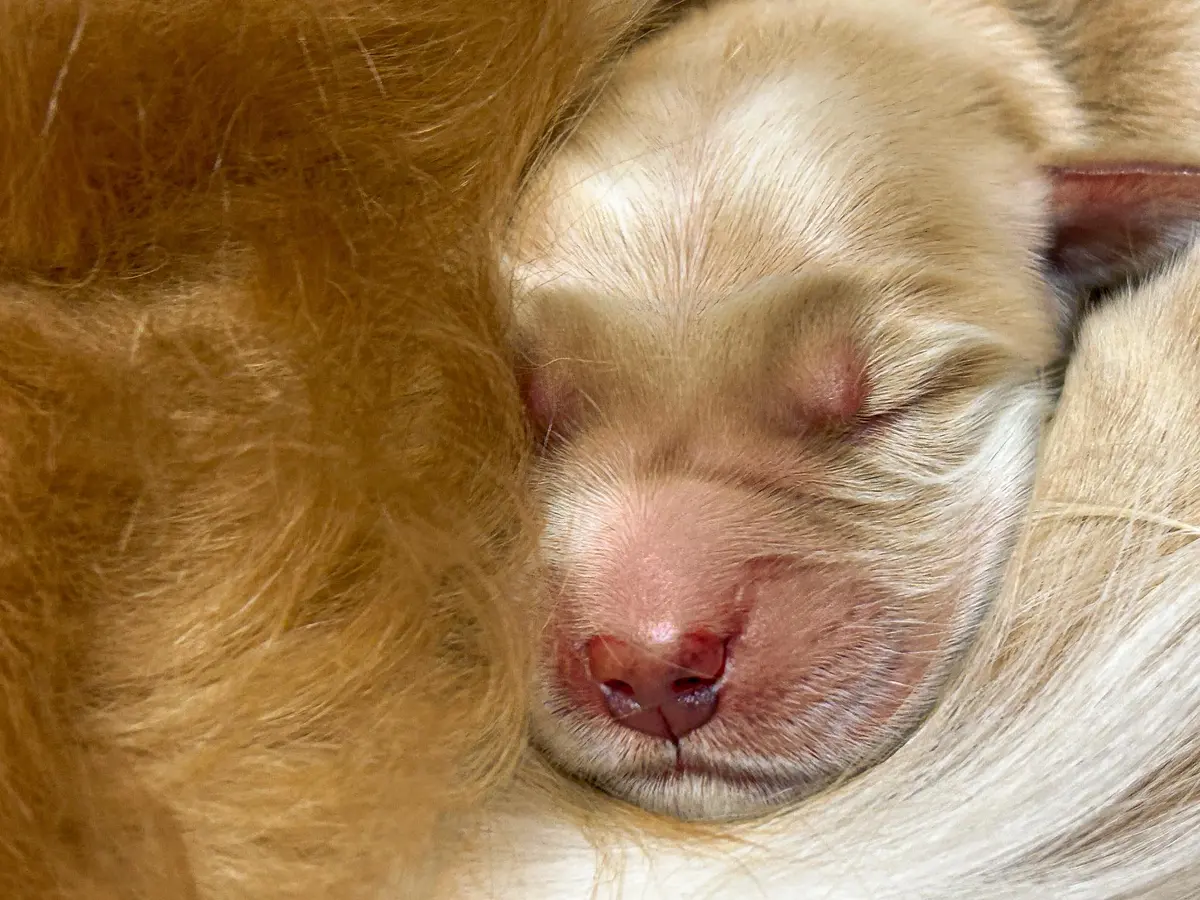 Legend-Puppy-Bayley-FB Legend-Puppy-Bayley-FB