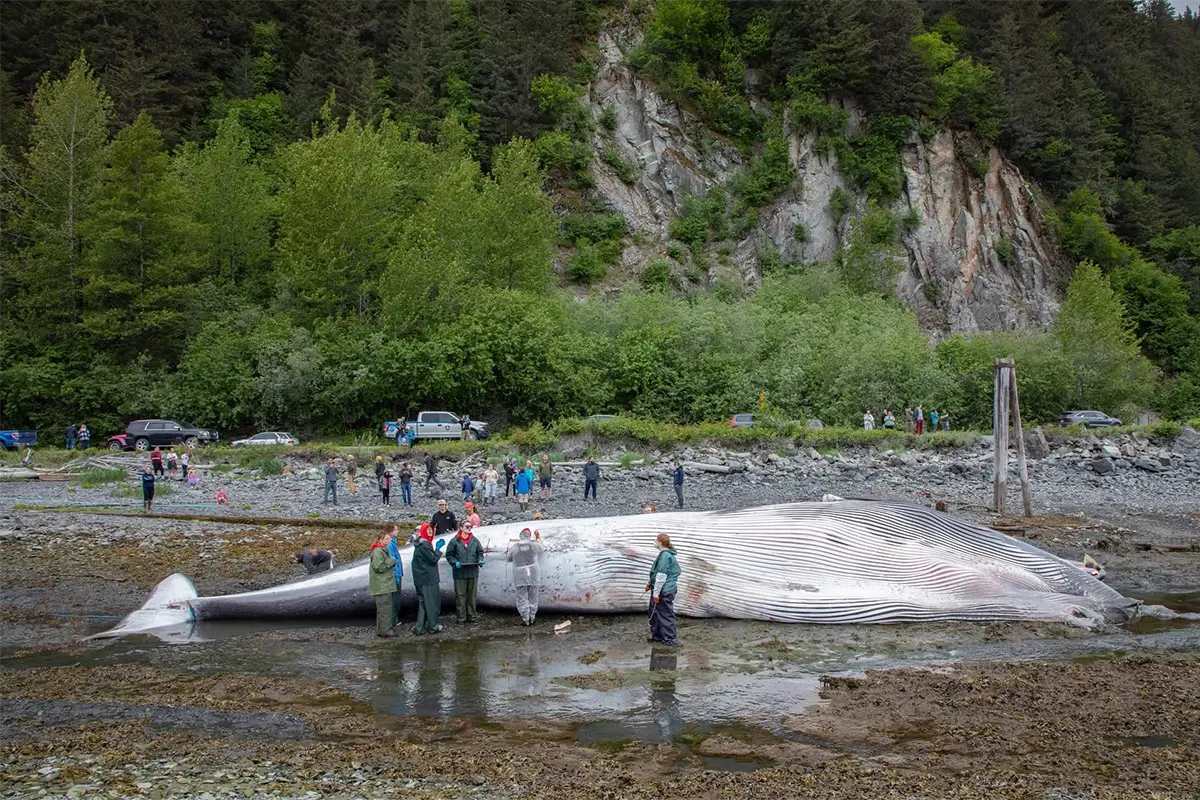 Dead whale
