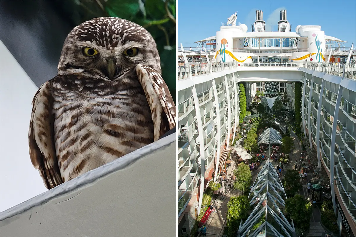 Owl on Royal Caribbean ship