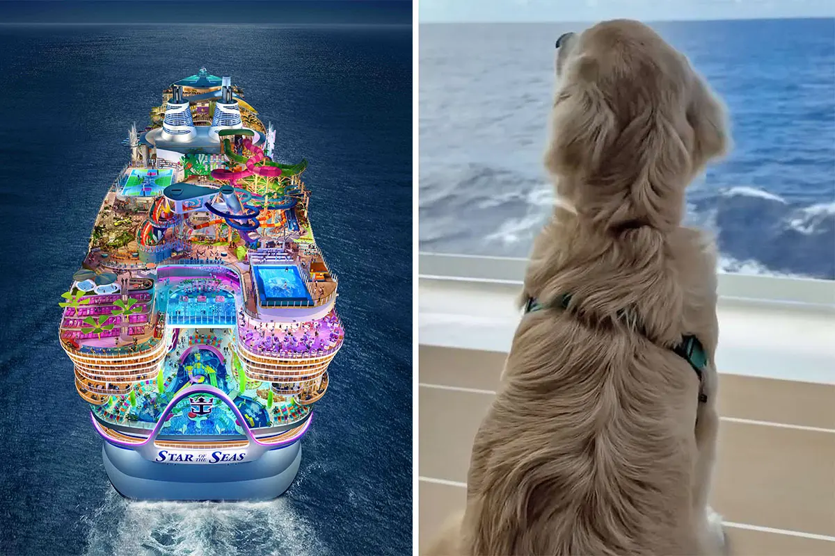 Sailor the dog on Star of the Seas