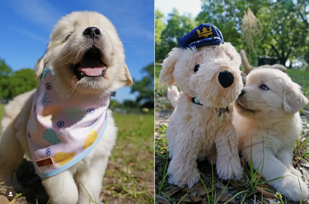 Sailor-Puppy-Pictures-1 Sailor-Puppy-Pictures-1