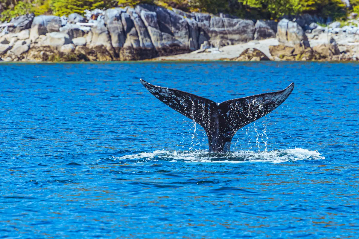 Gray Whale