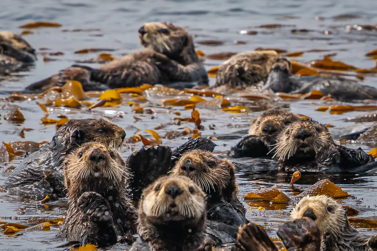 Sea otters